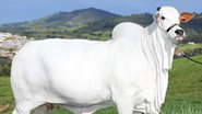 Imagem Vaca é leiloada por R$ 7,98 milhões em feira pecuária de Minas Gerais