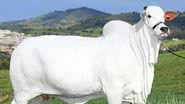 Imagem Vaca é leiloada por R$ 7,98 milhões em feira pecuária de Minas Gerais