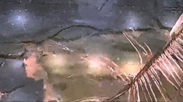 Reprodução/ Rede Bahia