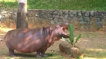 Divulgação/ Adam Vidal