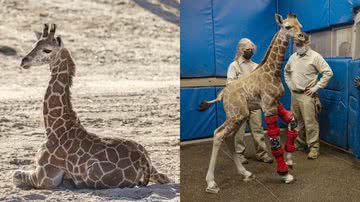 Divulgação/San Diego Zoo Safari Park