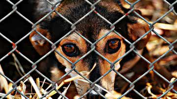 Ilustrativa / Pixabay