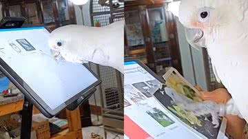 Reprodução/TikTok @parrotkindergarten