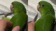 Reprodução/TikTok @gdamaas
