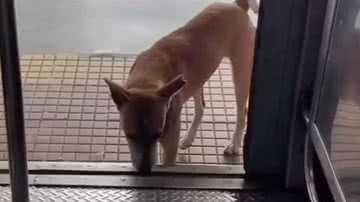 Reprodução / Vídeo
