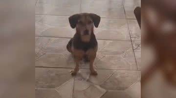 Reprodução/TikTok @adriano_marani