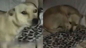 Reprodução/TikTok @doguinhos.matilha