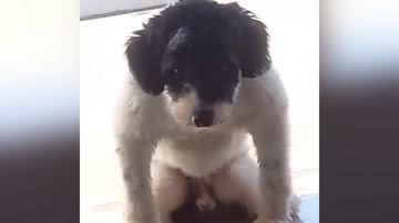 Reprodução/TikTok @maluvolpini