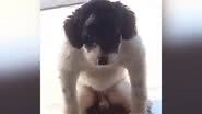 Reprodução/TikTok @maluvolpini