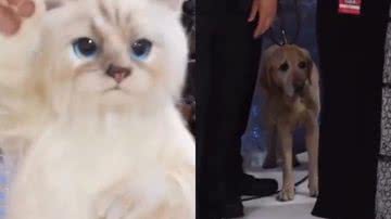 Reprodução/Twitter @odaradeverdade