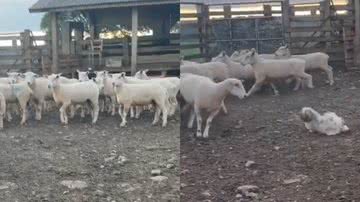 Reprodução/TikTok @gabyhartmann_