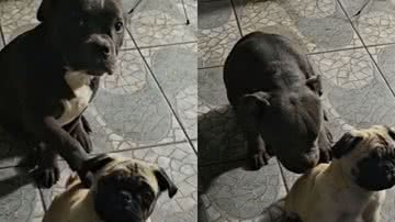 Reprodução/ Vídeo