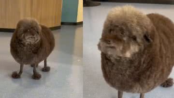 Reprodução / Vídeo