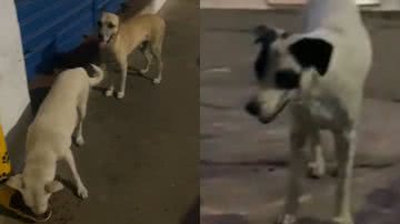 Reprodução/TikTok @alvesmaib