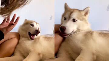 Reprodução/Instagram @snow_flakeswolf