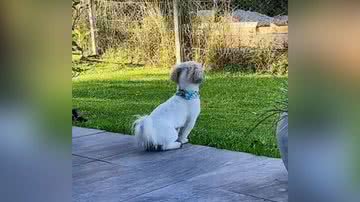 Reprodução/TikTok @theoyfred