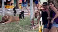 Imagem Cão vira-lata procura briga com pit monster e deixa moradores apreensivos; assista