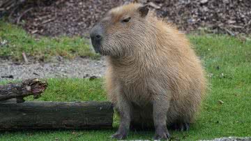 Ilustrativa / Pixabay