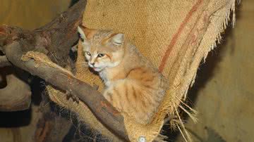 Ilustrativa / Pixabay