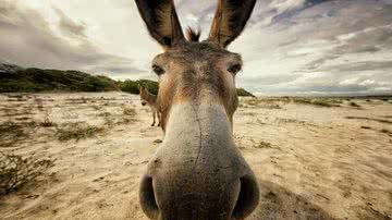 Divulgação/Frente Nacional de Defesa dos Jumentos