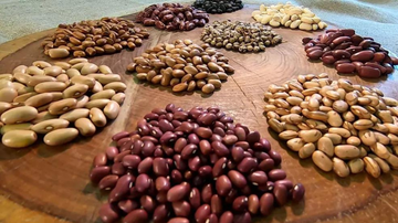 Reprodução/Globo Repórter