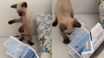 Reprodução/TikTok @cenourinhaluna