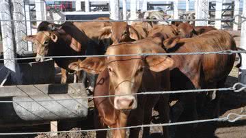 Divulgação/ Assessoria Bahia Farm Show