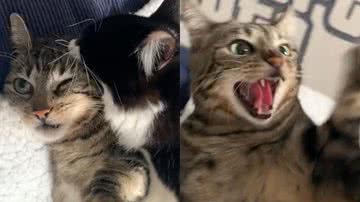 Reprodução/TikTok @dessamueller7