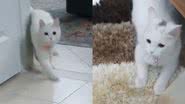 Reprodução/TikTok @cats367