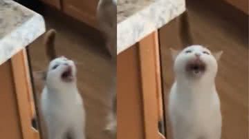 Reprodução / Vídeo