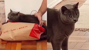 Reprodução/TikTok @vavatsss