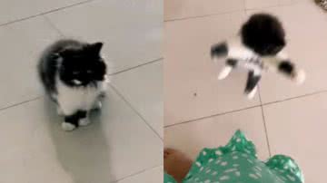 Reprodução/TikTok @arianypaiao