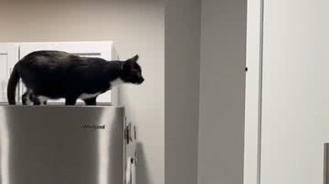 Reprodução/TikTok @theosworld02