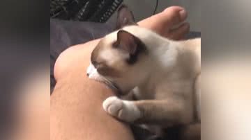 Reprodução/TikTok @wenderbragantine