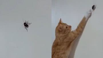 Reprodução/TikTok @marceloperereca07