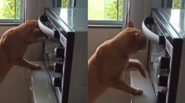 Reprodução / Vídeo