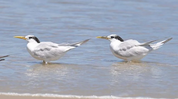 Reprodução/Canal Rural