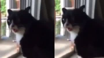 Reprodução/ Tik Tok