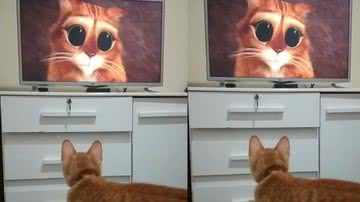 Reprodução/ Tik Tok