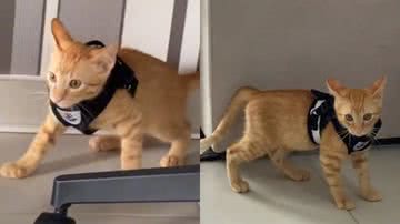 Reprodução/ Tik Tok