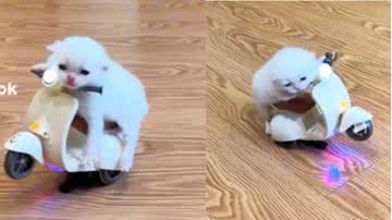 Reprodução/ Tik Tok