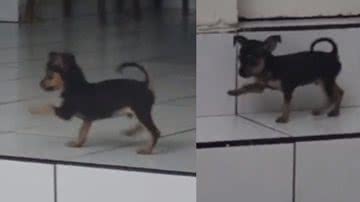 Reprodução/ Tik Tok