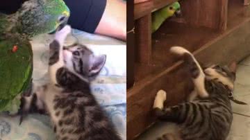 Reprodução/ Tik Tok