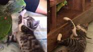 Reprodução/ Tik Tok