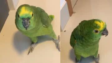 Reprodução/ Tik Tok