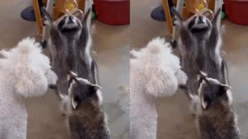 Reprodução / Instagram