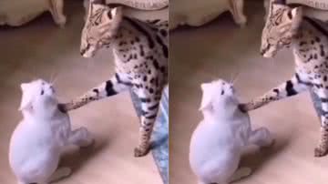 Reprodução / Instagram