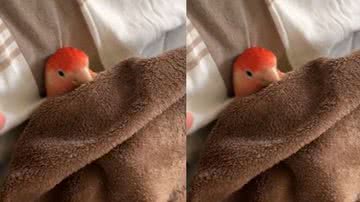 Reprodução / Tik Tok