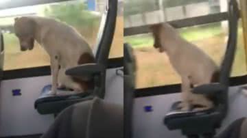 Reprodução / Twitter