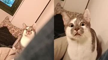 Reprodução / Tik Tok